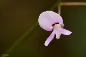 Image result for Hylodesmum