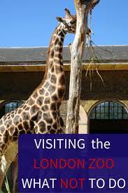 Visiting London Zoo Tips Visit London London Zoo London