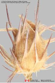 Image result for Cenchrus incertus