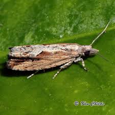 Image result for Lijndenia sp. cf barteri