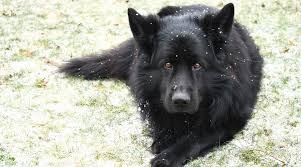 I have some solid black , black and tan, and some black and red. Black German Shepherds Puppies Genetics More With Pictures