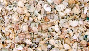 One of the benefits of using sea glass is that it costs absolutely nothing, which makes it perfect if you're at the beginning of your metalsmithing journey and keen to practice your stone setting techniques. How To Clean Seashells Plus Simple Craft Ideas Travelingmom
