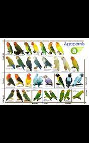 I sell bonded pairs of lovebirds with their own cage and toys and lots of special food that they need to stay healthy. African Lovebirds Breeders Of The Philippines Home Facebook