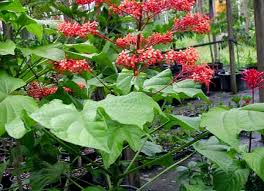 Image result for Clerodendrum capitatum