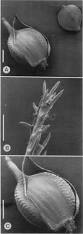 Image result for Schoenoplectiella microglumis
