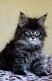 Pin On Maine Coon Madness