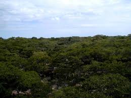 Image result for Paropsia brazzeana