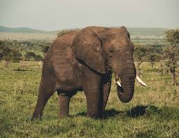 Top 10 Largest Land Animals In The World In 2020 Baby Elephant Pictures Elephant Pictures Elephant