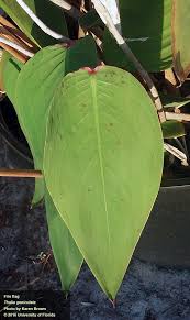 Image result for Thalia geniculata