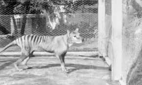 The thylacine was not well studied when it was alive, so these films are all we have now, he said. Zoologists Hunting Tasmanian Tiger Declare No Doubt Species Still Alive Wildlife The Guardian