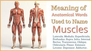 Click on the tags below to find other quizzes on the same subject. Meanings Of Anatomical Words Used To Name Muscles In The Body Youtube