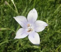 Image result for Wahlenbergia undulata