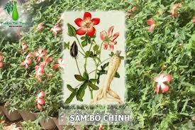 SÂM BỐ CHÍNH