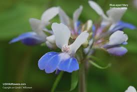 Violets are found growing on the prairie and on lawns, and also in the woods and wetlands of illinois. Us Wildflower S Database Of Blue Wildflowers For Illinois