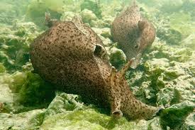 It is the largest sea slug species. Ask The Naturalist Why Are Sea Hares Multiplying In Lake Merritt