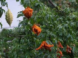 Image result for Momordica pterocarpa