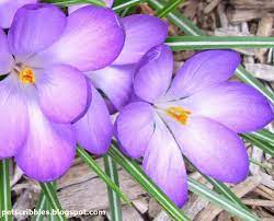 Many flowers from around the world appear in mythology. Pin On Tattoo And Piercing Ideas