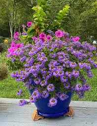 Image result for Scaevola