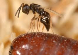 Find valuable information on horse flies, including preventing horse fly bites. Open Access Article Offers Horse Owners Advice On How To Control Flies With Parasitoid Wasps