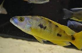 Image result for Exochaenium