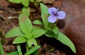 Image result for Murdannia semiteres