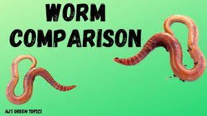 You will need to transfer them to your worm bed or composter once you receive them; Composting Worms Comparison Red Wigglers And European Nightcrawlers Red Wigglers Vs Nightcrawlers Youtube