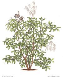 3 Ways To Prune Rhododendrons Finegardening Pruning Rhododendrons Fine Gardening Rhododendron