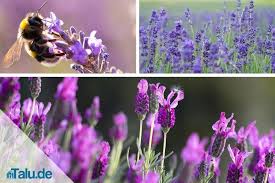 Lavendel sollte man unbedingt nach der ersten blüte schneiden. Blutezeit Von Lavendel In Deutschland Und Der Provence Talu De