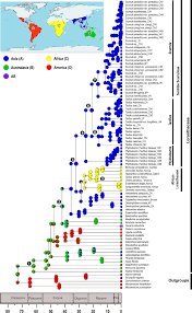 Image result for Tapinanthus constrictiflorus