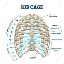 *completed*if you'd like to win a free membership to the premium. Rib Cage Anatomy Labeled Vector Illustration Diagram Medical Human Chest Skeletal Bone Structure Model Numbered Ribs Sternum Cartilage Parts And Clavicular Articulation Health Care Education Royalty Free Cliparts Vectors And Stock Illustration