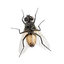 Would like to protect from ticks, fleas the best way to get rid of them is to wash all the bedding in the home, vacuum thoroughly, and purchase. How To Get Rid Of Flies Updated For 2020
