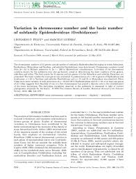 Image result for Ancistrorhynchus ovatus