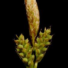 Image result for Carex echinochloe