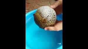 Maybe you would like to learn more about one of these? Ikan Kembung Yang Lucu Youtube