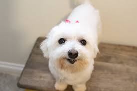 Frosted Faces 8 — Frosted Faces Foundation