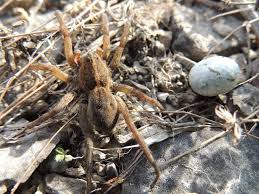 Spiders are a part of life, and can even be a beneficial form of pest control in your garden. Should I Kill Spiders In My House Truly Nolen Canada
