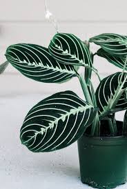 I read one article that said to add peat moss to soil that drains well. Maranta Lemon Lime Prayer Plant From Revive Nursery Getplanty Plantshopping Plants Pinterest Plant Hanging Plants