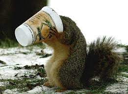 My Kind Of Squirrel Squirrel Coffee Drinks Coffee Humor