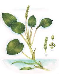 Image result for Potamogeton