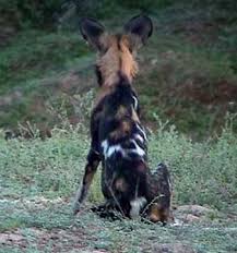 Image result for Sphaeranthus flexuosus