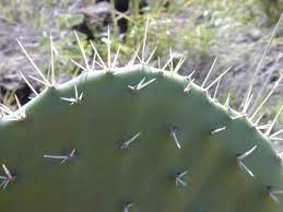 Cactus fruit probably refers to tuna or prickly pear fruit. Prickly Pear Opuntia Ficus Indica Feedipedia