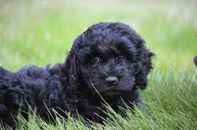 Check spelling or type a new query. Labradoodle And Mini Labradoodle Pups For Sale Reasonable Adoption Rates