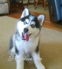 These lovable pups are vet checked, up to date on shots. Pomskies For Sale Pomsky Puppies In Virginia Adopt A Husky Mix