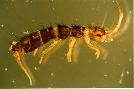 Springtails cause no damage to buildings and cannot bite or sting humans. Edaphobase Collembola Senckenberg Gesellschaft Fur Naturforschung