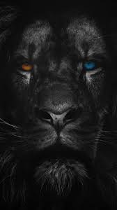 Iphone Wallpapers For Iphone 8 Iphone 8 Plus Iphone 6s Iphone 6s Plus Iphone X And Ipod Touch High Qu Lion Wallpaper Iphone Lion Live Wallpaper Lion Images