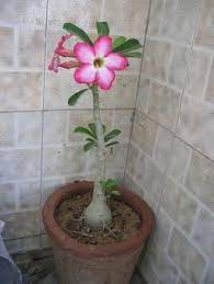 Desert Rose Plant Care Hunker Desert Rose Plant Rose Plant Care Planting Roses