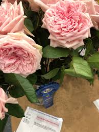@jetfreshflowers jet fresh flower distributors @jetfreshgrowers jet fresh flower growers, s.a. Jet Fresh Flowers Jetfreshflowers Twitter