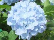 Image result for Hydrangea macrophylla bela obrázek