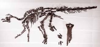 日本の恐竜の神！ カムイサウルス・ジャポニクス