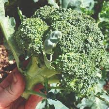Broccoli sprouts are a rich source of sulforaphane, a substance that helps fight cancer, inflammation and a lot of other problems. How To Grow Broccoli Roots Plants